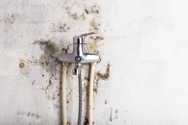 Best Post-Flood Mold Remediation in Warson Woods, MO