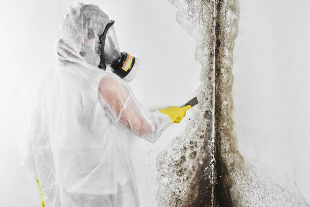 Best DIY Mold Remediation Support Services in Warson Woods, MO