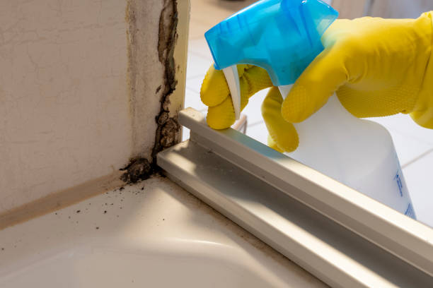 Best Industrial Mold Remediation in Warson Woods, MO