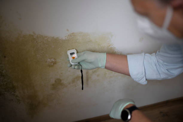 Best Residential Mold Remediation in Warson Woods, MO