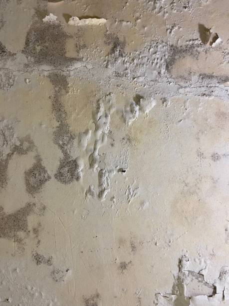 Best Mold Remediation for Schools in Warson Woods, MO