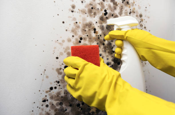 Professional Mold Remediation in Warson Woods, MO