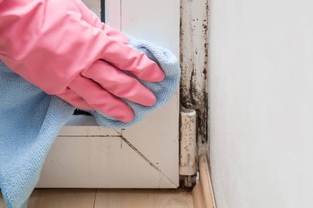 Best White Mold Remediation in Warson Woods, MO