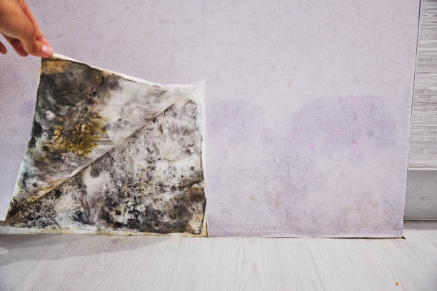 Best Residential Mold Remediation in Warson Woods, MO